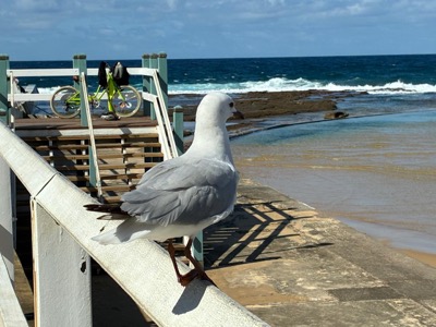 Silver Gull.jpg